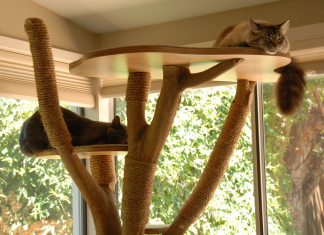 Cats-love-their-cat-tree-pet-care-entertaining-your-cat